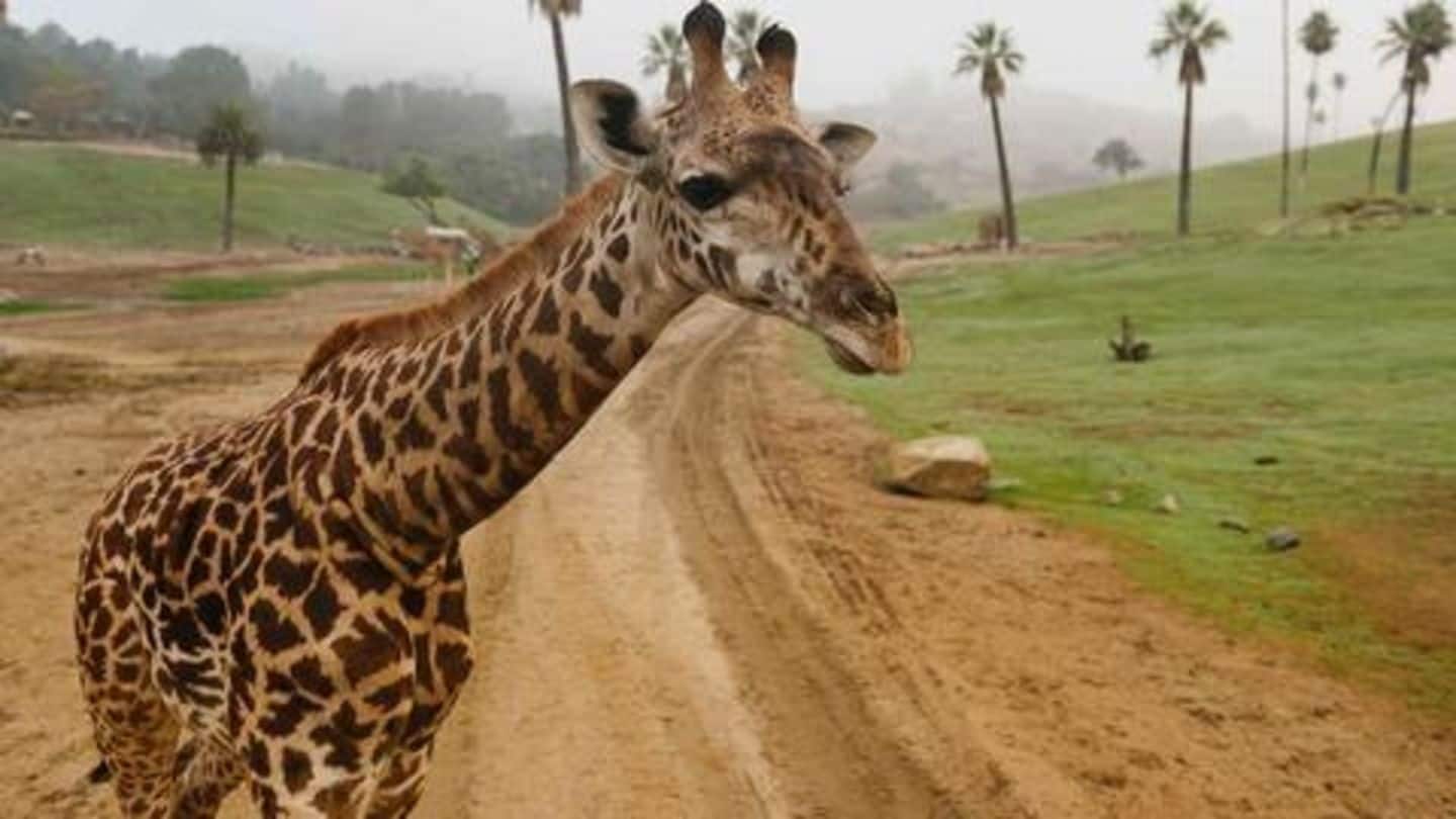 Top five zoos in the world NewsBytes