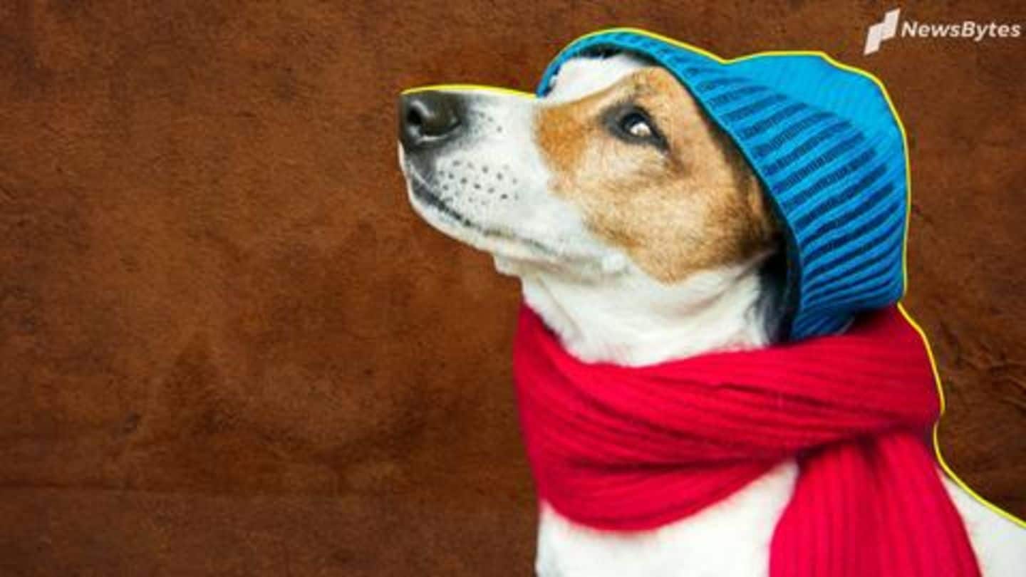 Five tips to take care of your pets during winters