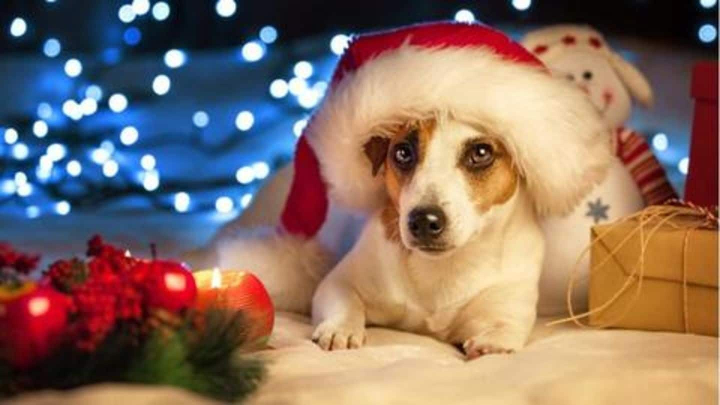 Top five tech gifts for your doggy