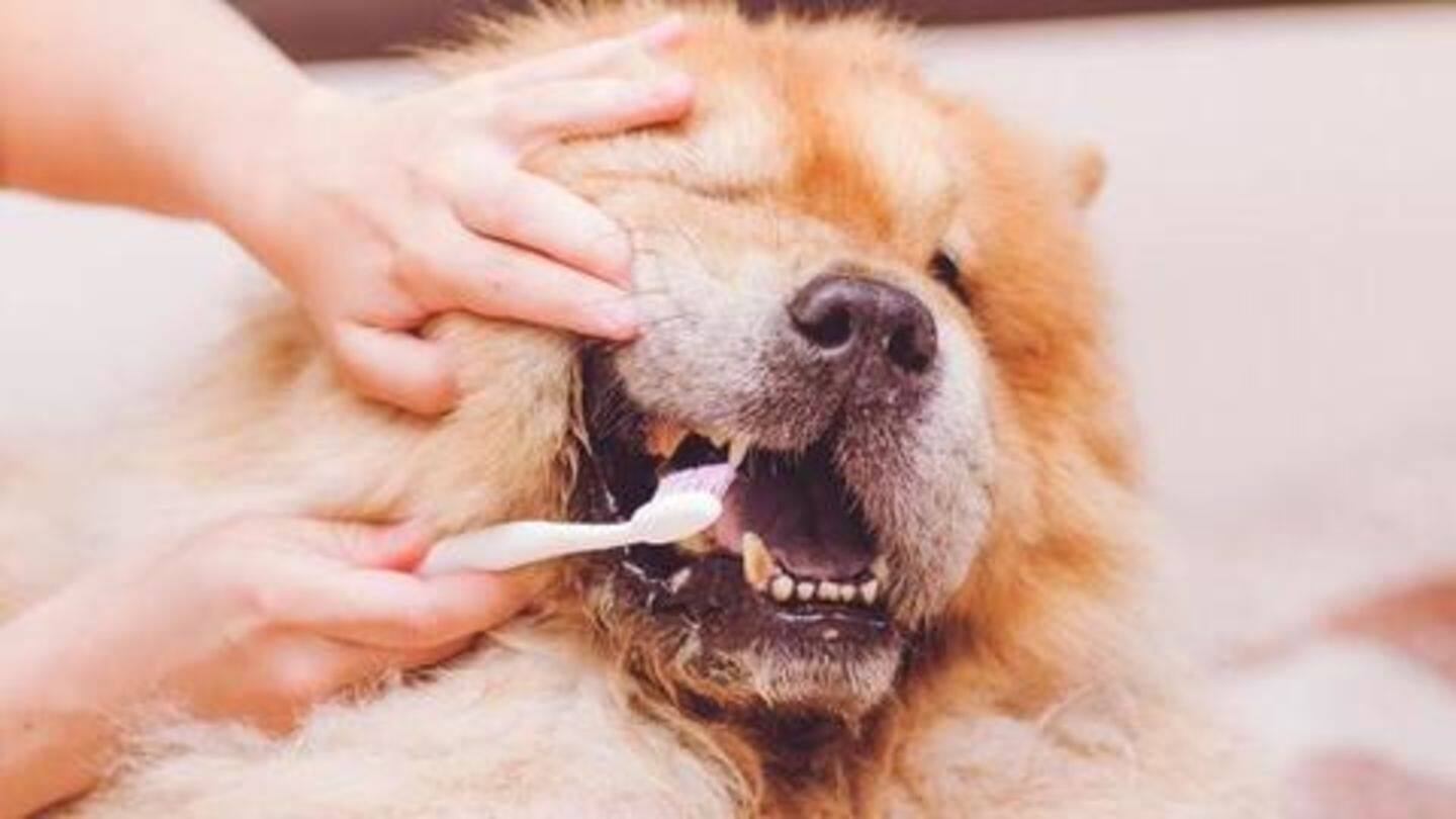 Brush their teeth daily Brush their teeth daily