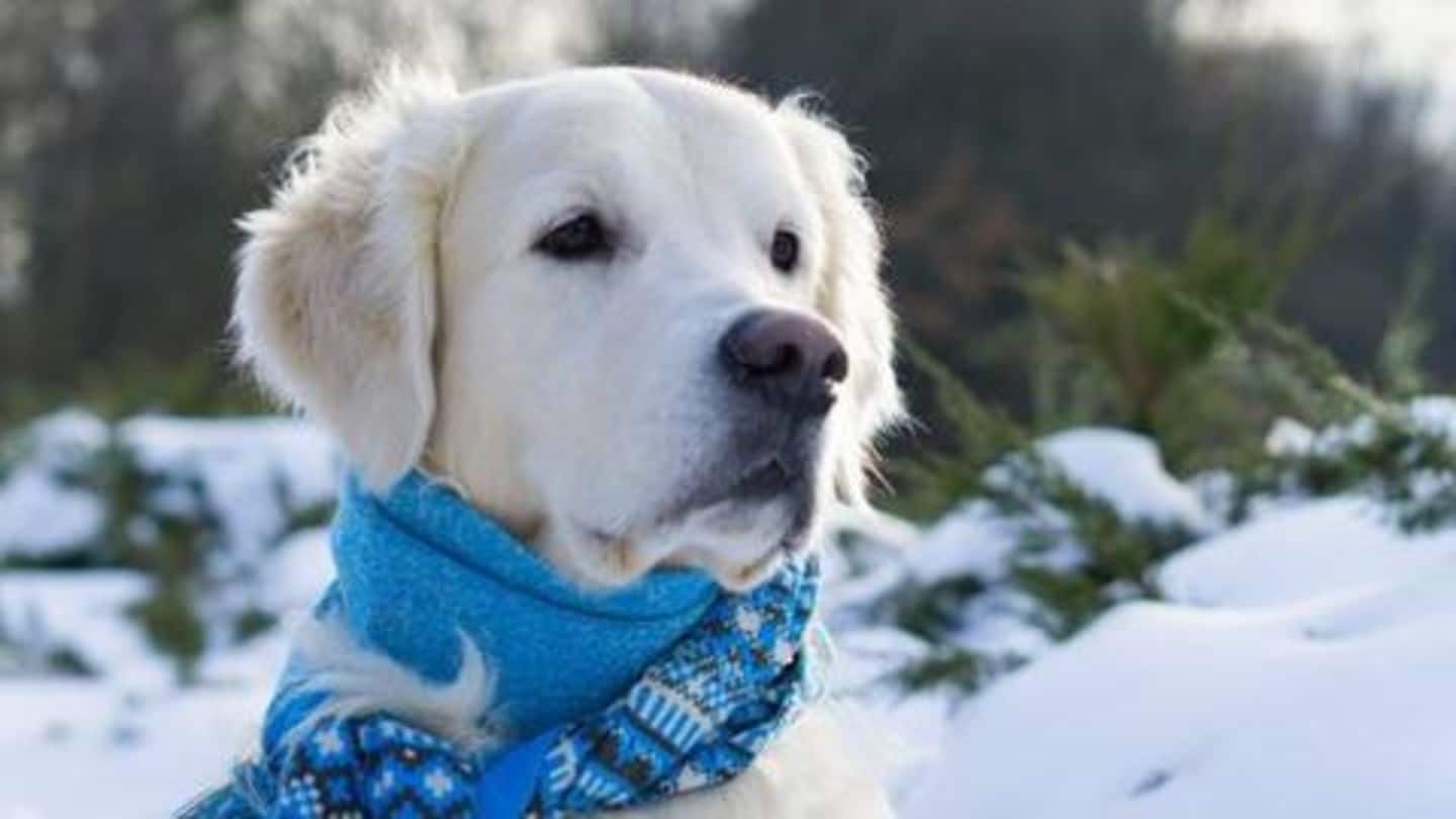 How to keep your pets safe during cold weather