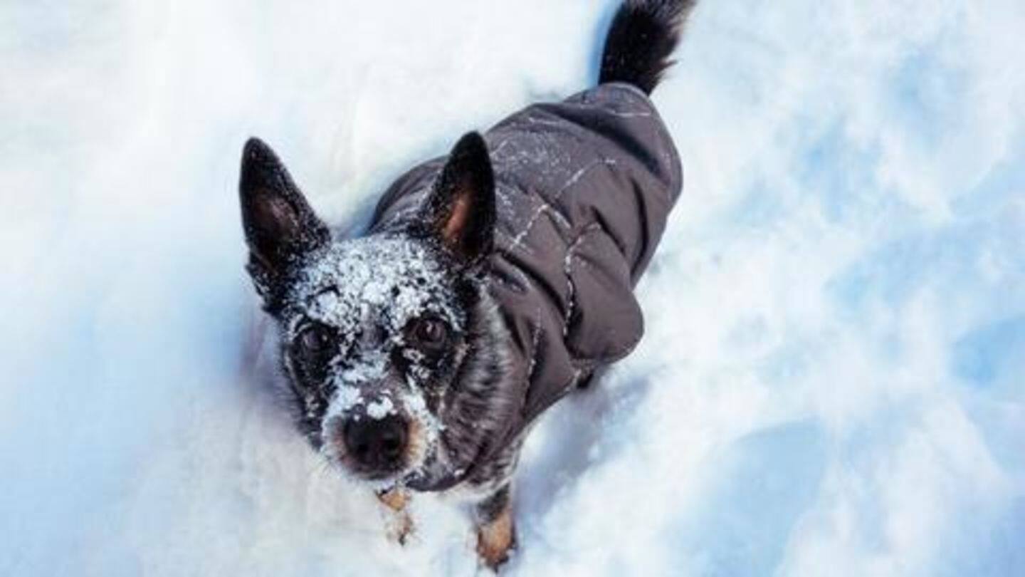 Five must-have products for your pet this winter
