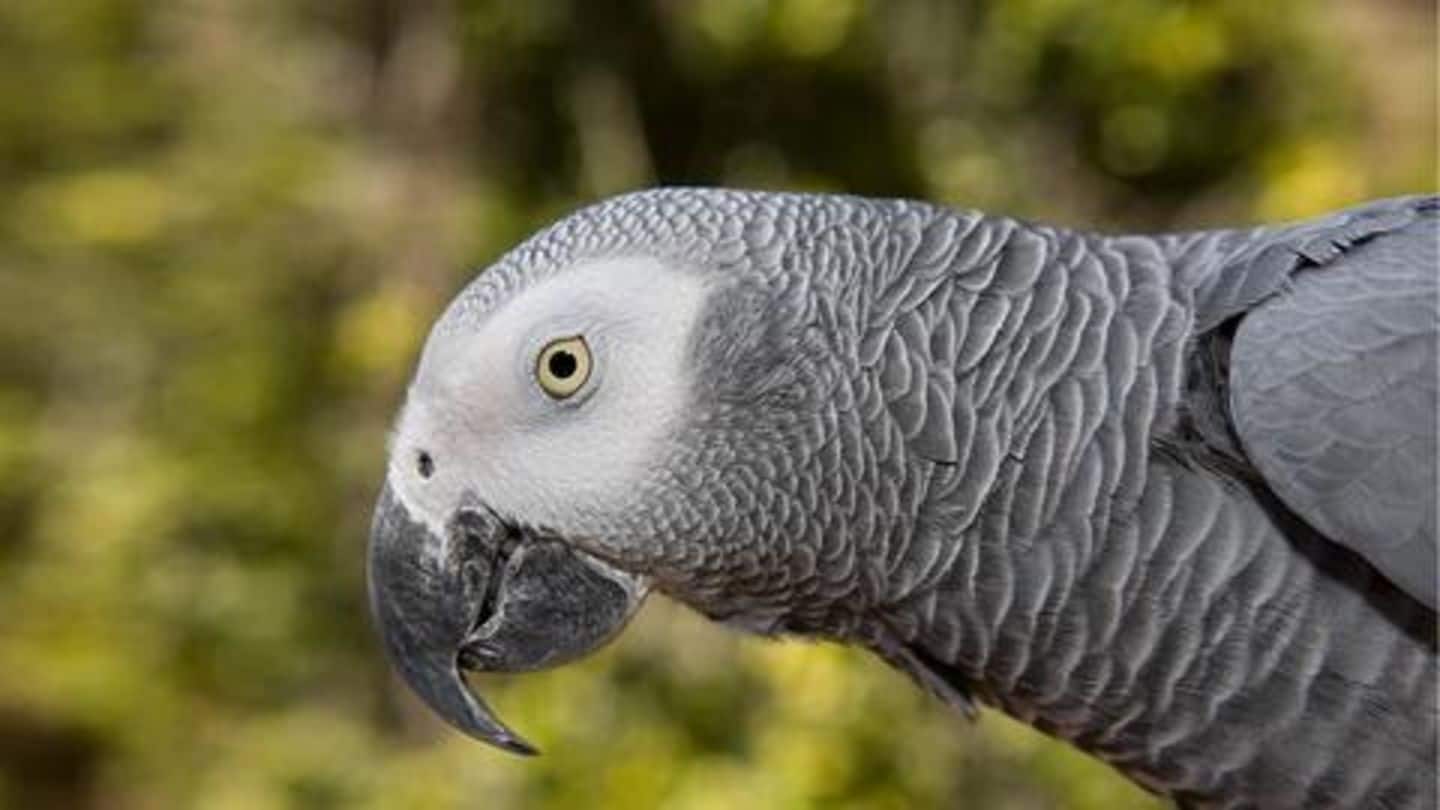 Parrots can imitate sounds Parrots can imitate sounds