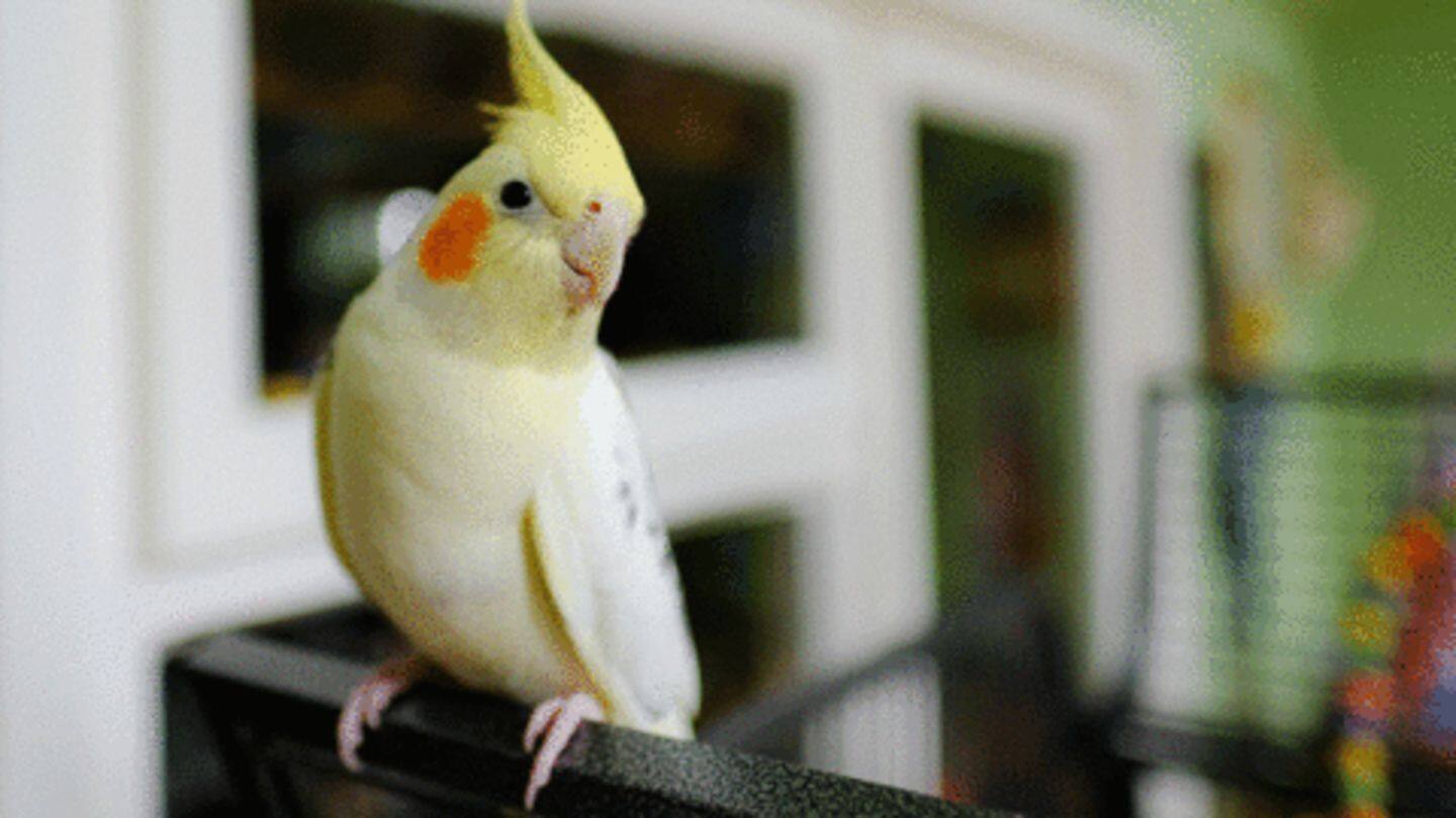 Birds are attention seekers; demand plenty of time from parents Birds are attention seekers; demand plenty of time from parents