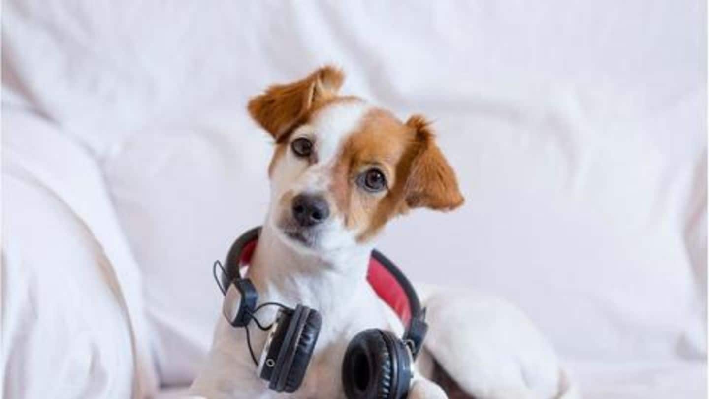 Here's how to create a Spotify playlist for your pet