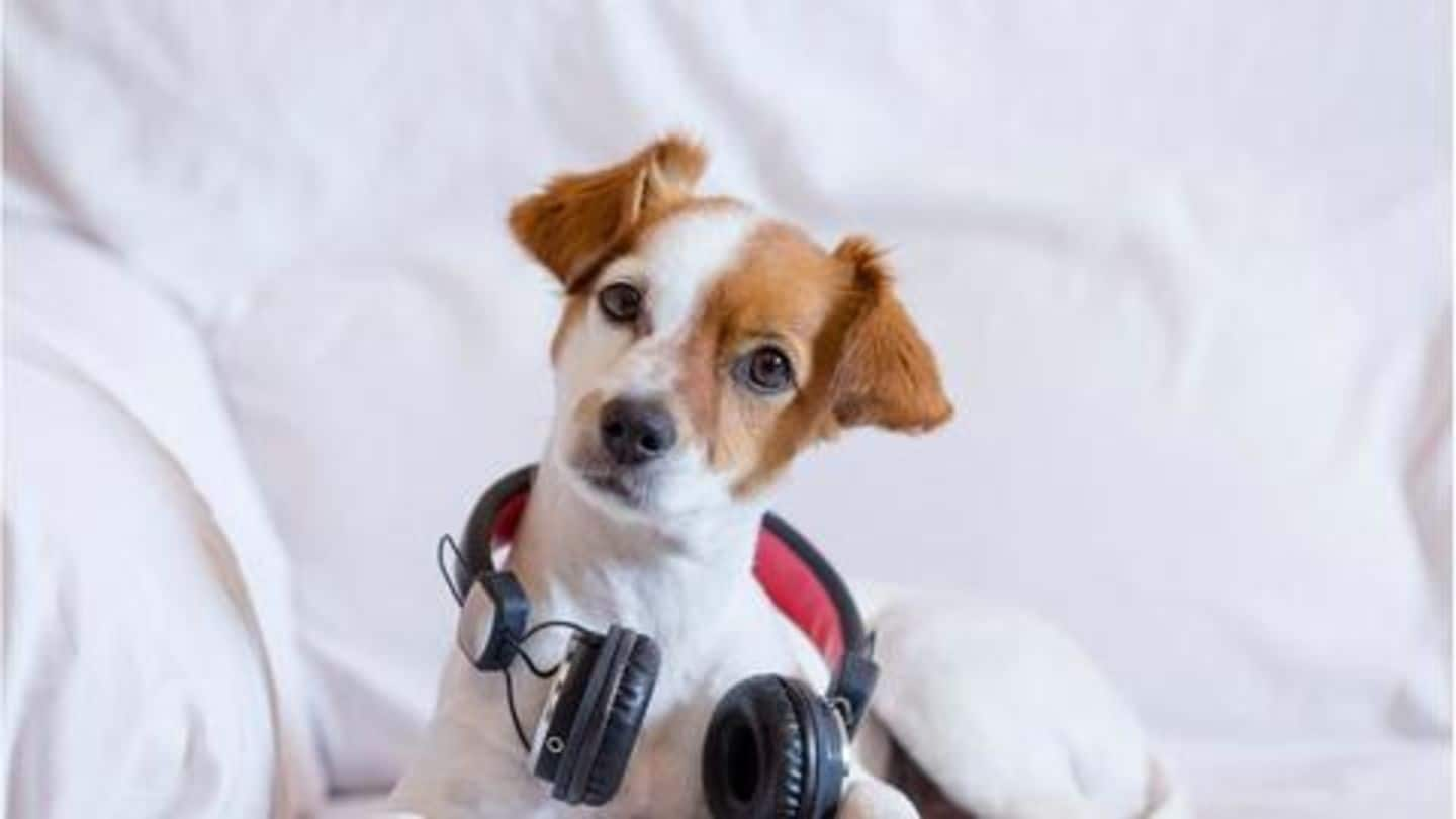 Home  Spotify for Pets