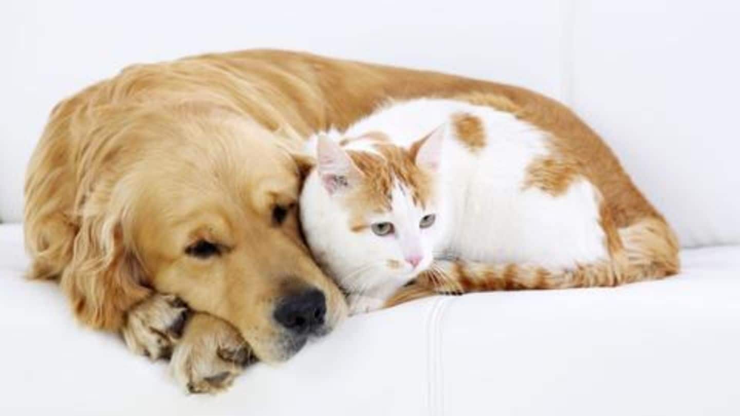 Cat v/s Dog? Which is the best pet for you
