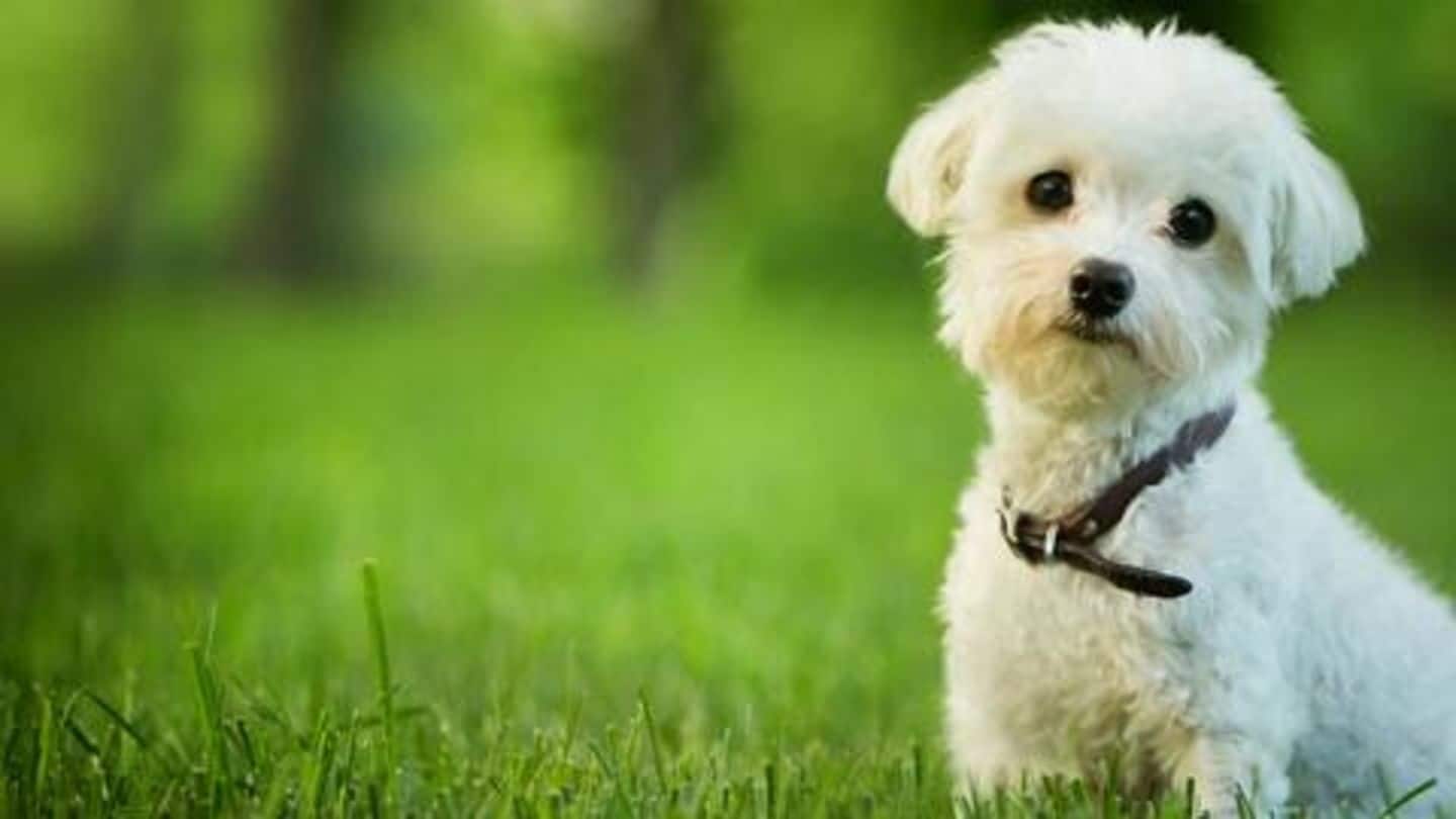 Adopting a dog for first time? Here are five tips