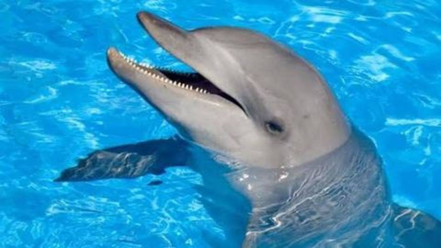 Six amazing facts about Dolphins you should know NewsBytes
