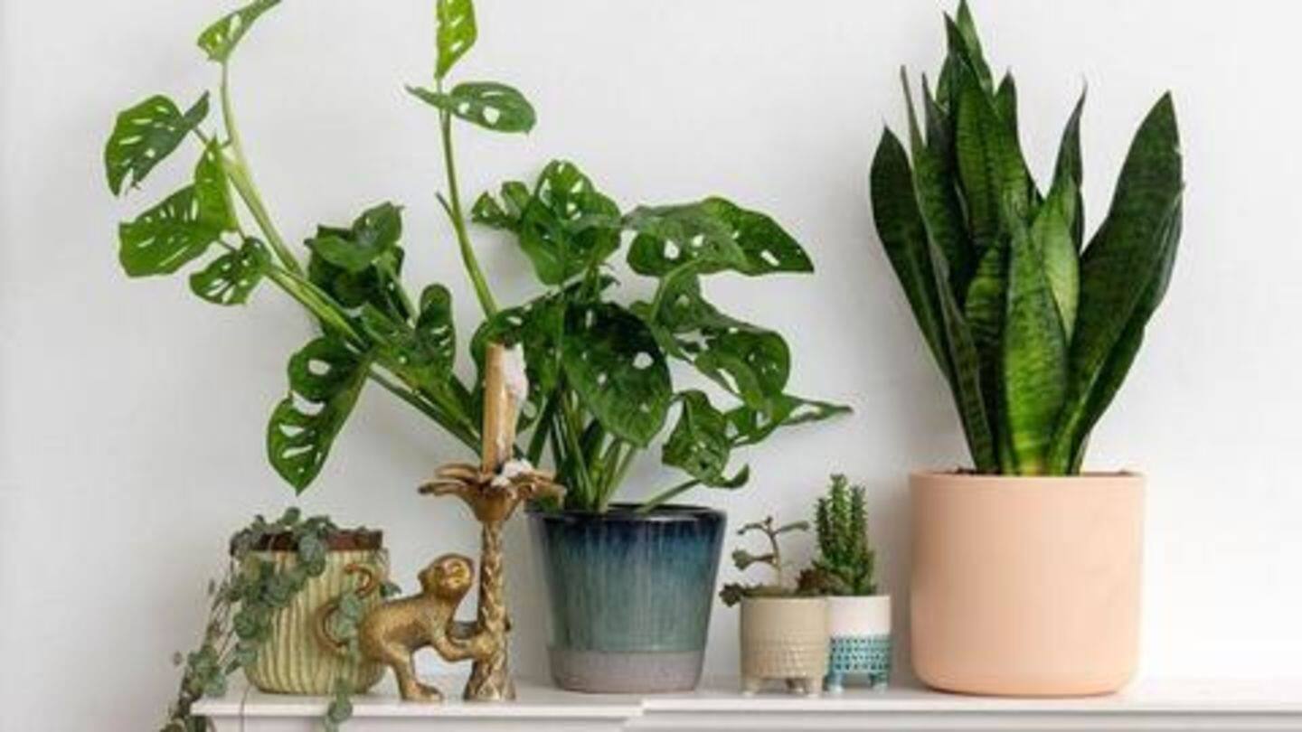 Greenery: Seek refuge in indoor plants Greenery: Seek refuge in indoor plants