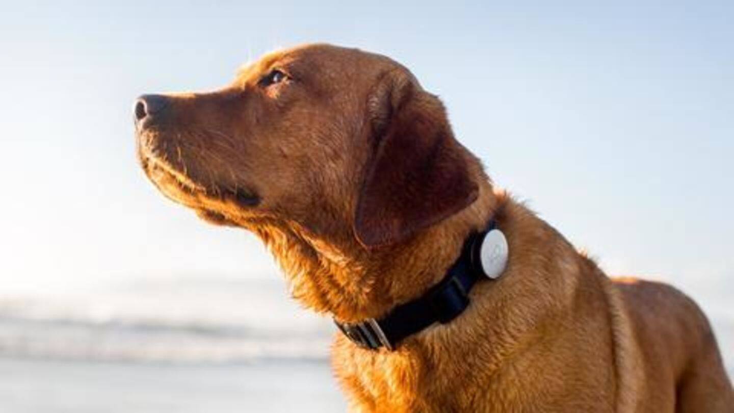 GPS dog tracker: To find your pooch, whenever it wanders GPS dog tracker: To find your pooch, whenever it wanders