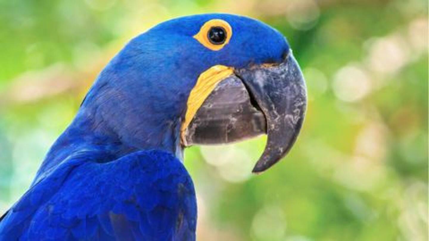 Parrots are smart Parrots are smart