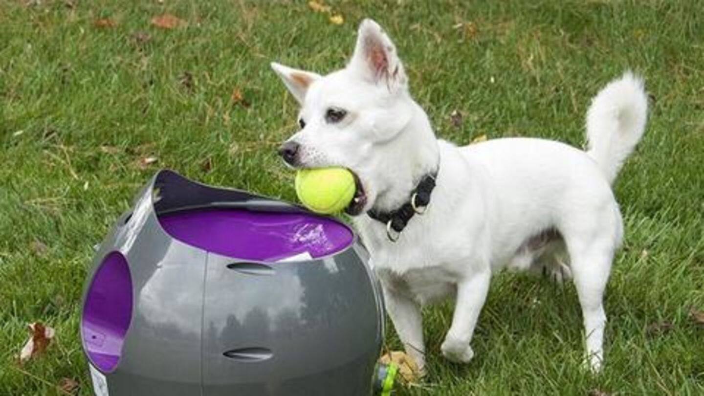 Five must-have gadgets for your dog