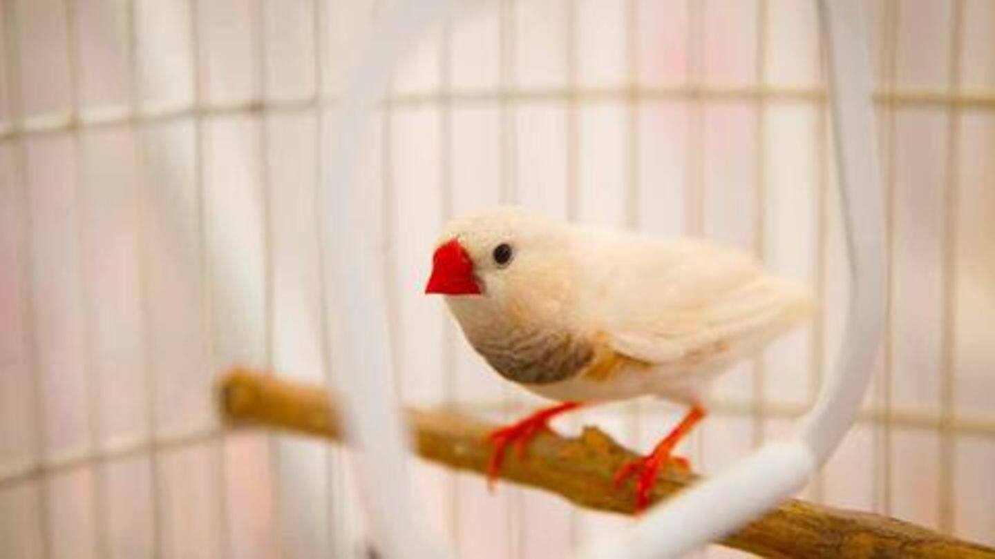 Birds need enough space; They can be noisy Birds need enough space; They can be noisy