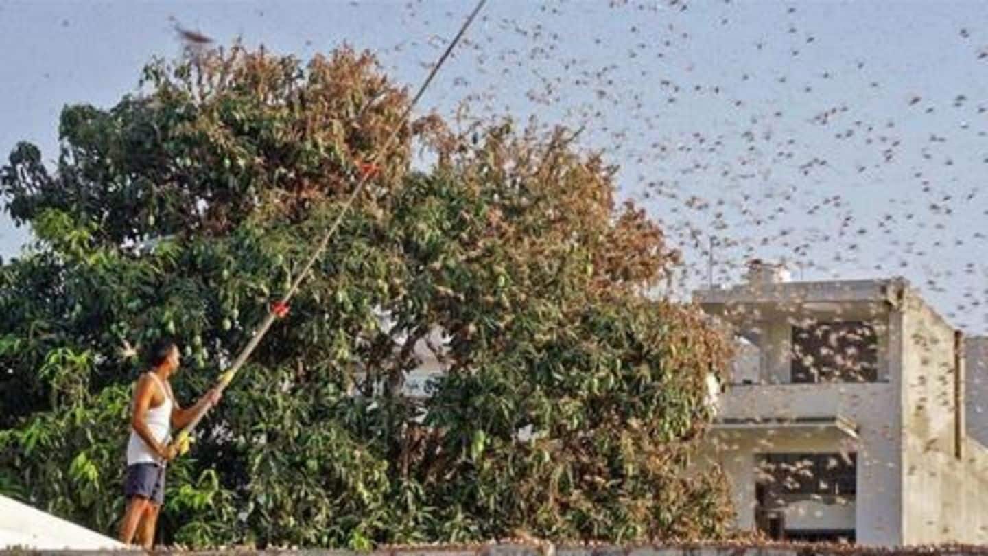 What is a locust attack? What is a locust attack?