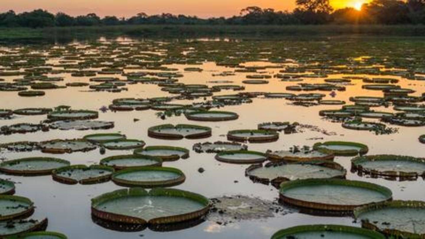 Over 210,000 km of wetlands make up the amazing Pantanal Over 210,000 km of wetlands make up the amazing Pantanal
