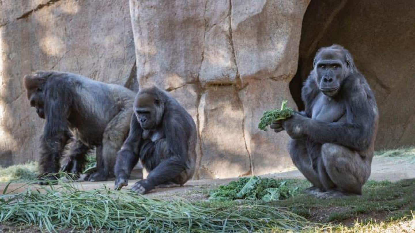 US: In a first, gorillas test positive for coronavirus