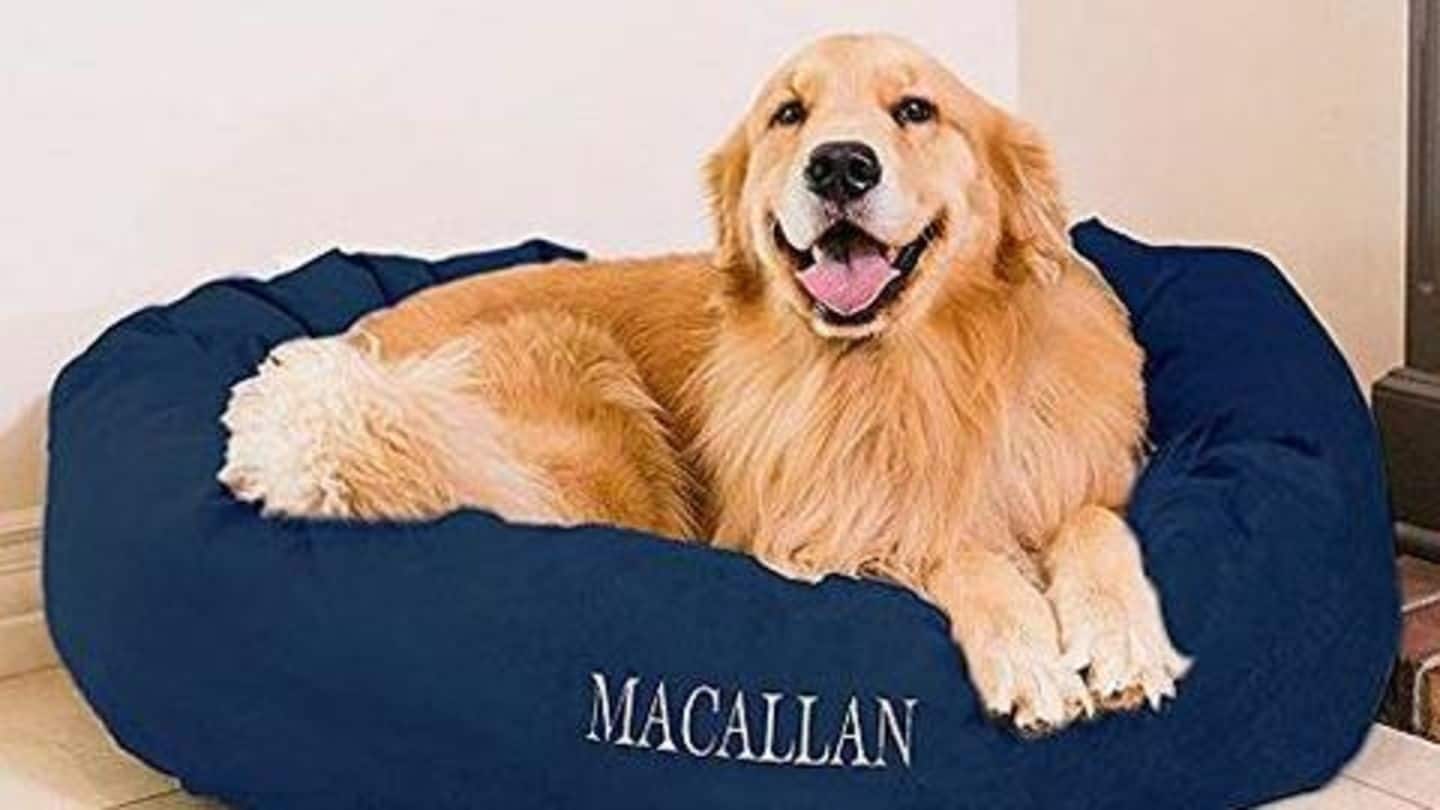 Animal toy planters and Personalized pet bed Animal toy planters and Personalized pet bed