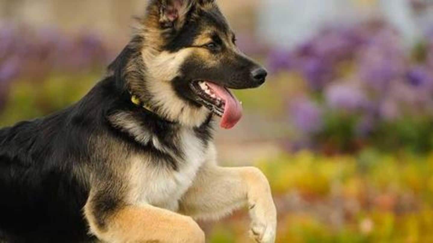 Five facts about German Shepherd dogs