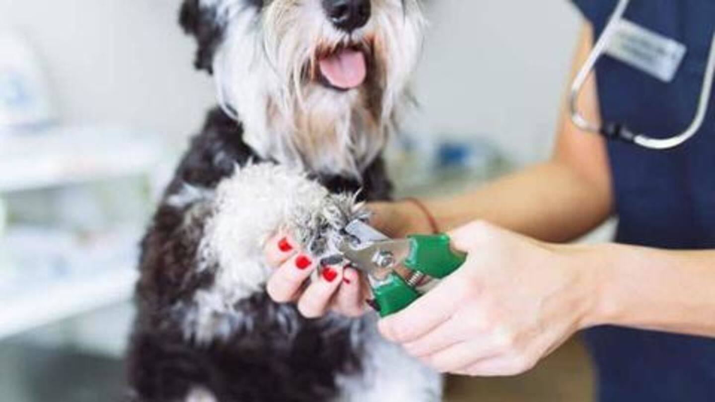 Trim your doggy's nails Trim your doggy's nails