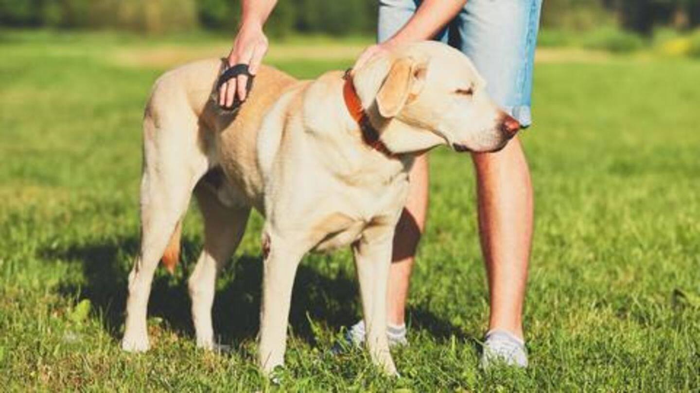 Brush your dog's coat Brush your dog's coat