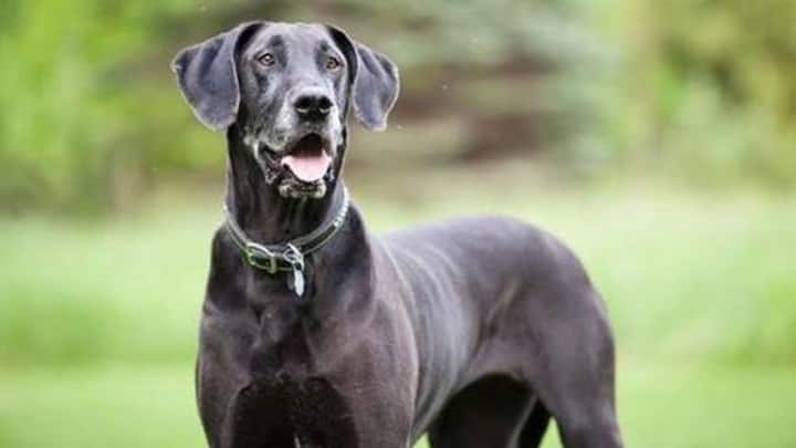 Five facts about Great Danes you should know