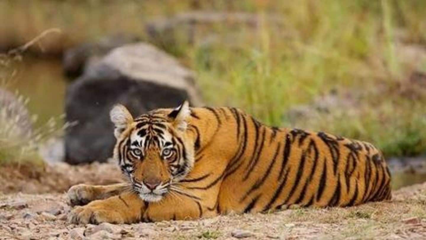 Five best places to spot tigers in India