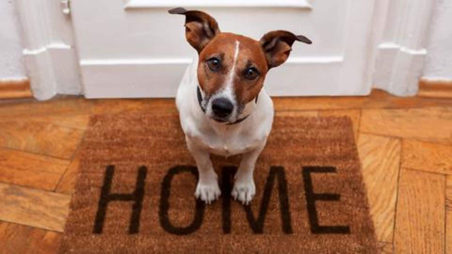How to make your home dog-friendly