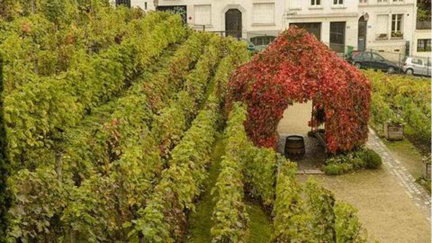 The Montmartre Vineyards and Catacombs of Paris The Montmartre Vineyards and Catacombs of Paris