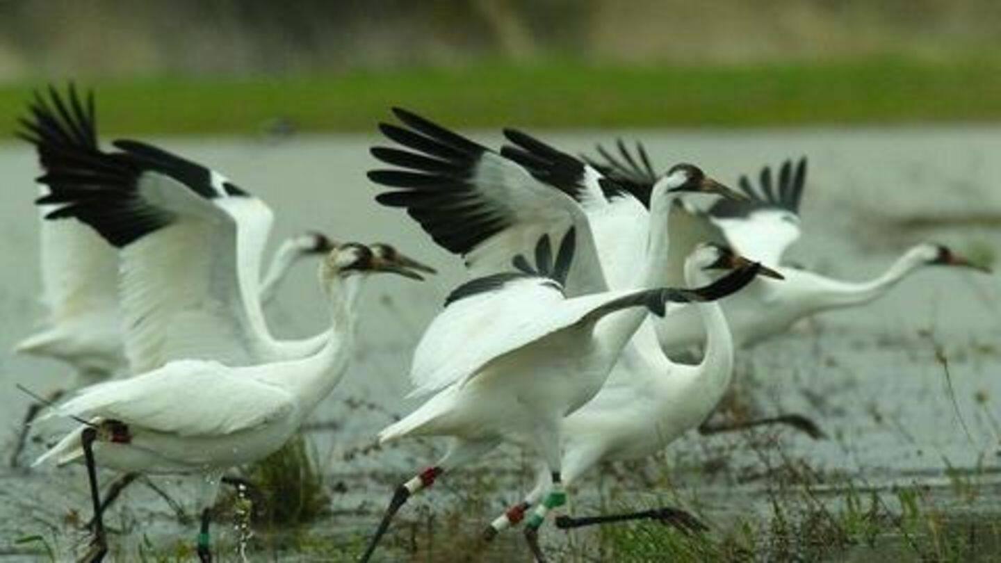 Sultanpur National Park Sultanpur National Park