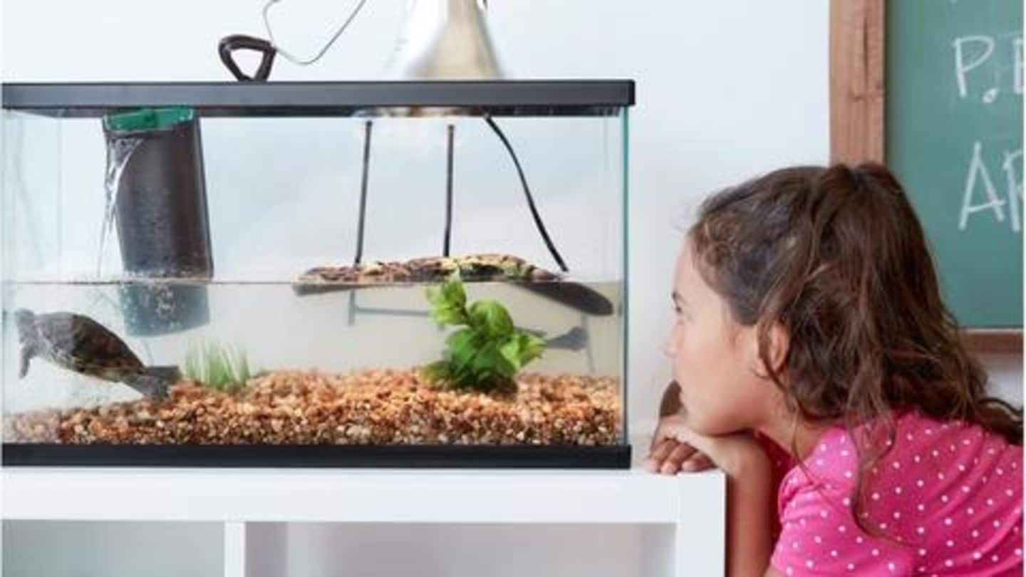 Aquarium: How to set up your turtle's home Aquarium: How to set up your turtle's home