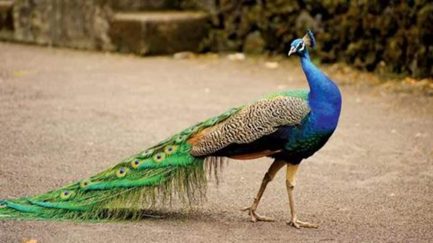 five-fun-facts-about-peacocks-you-should-know