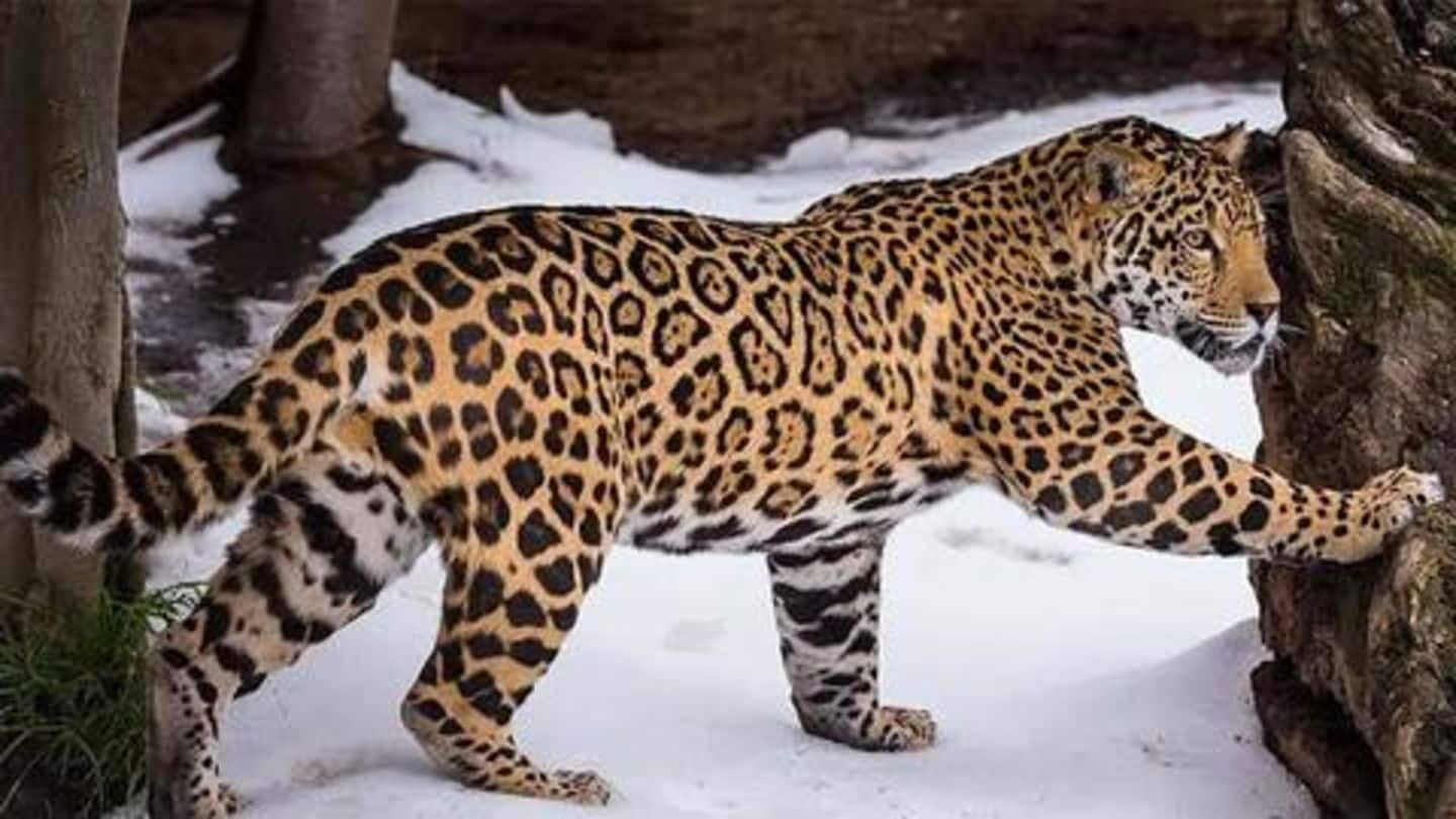 Jaguar Animal