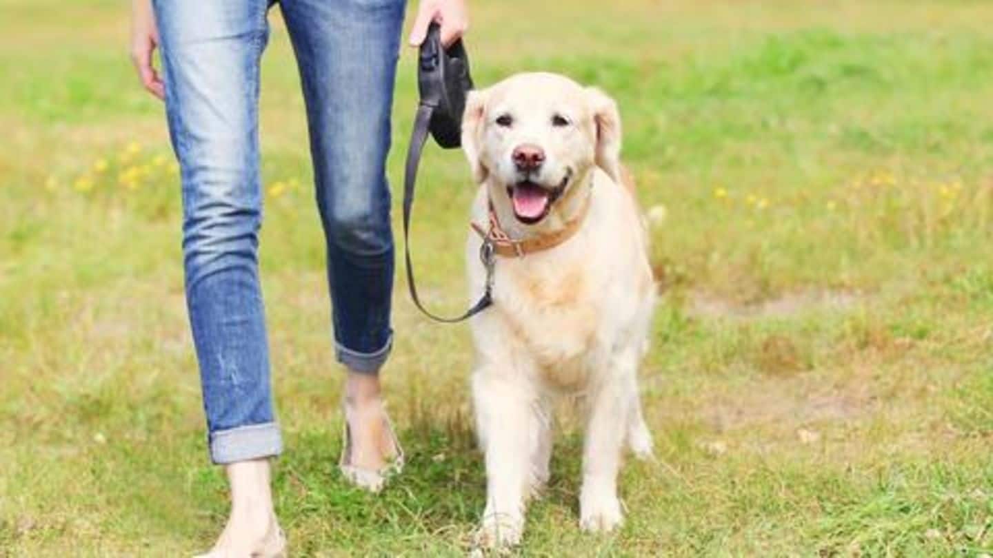 Simple dog walking tips you should know