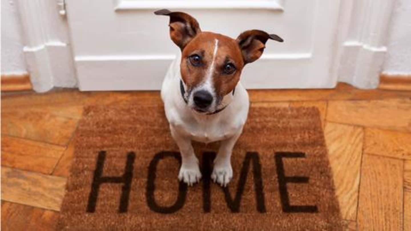 Five ways to make your home more dog-friendly