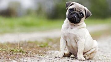 Fascinating facts about dogs you should know
