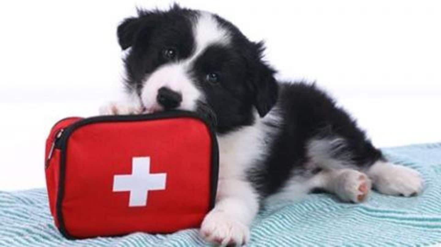 Simple first aid tips for pet parents