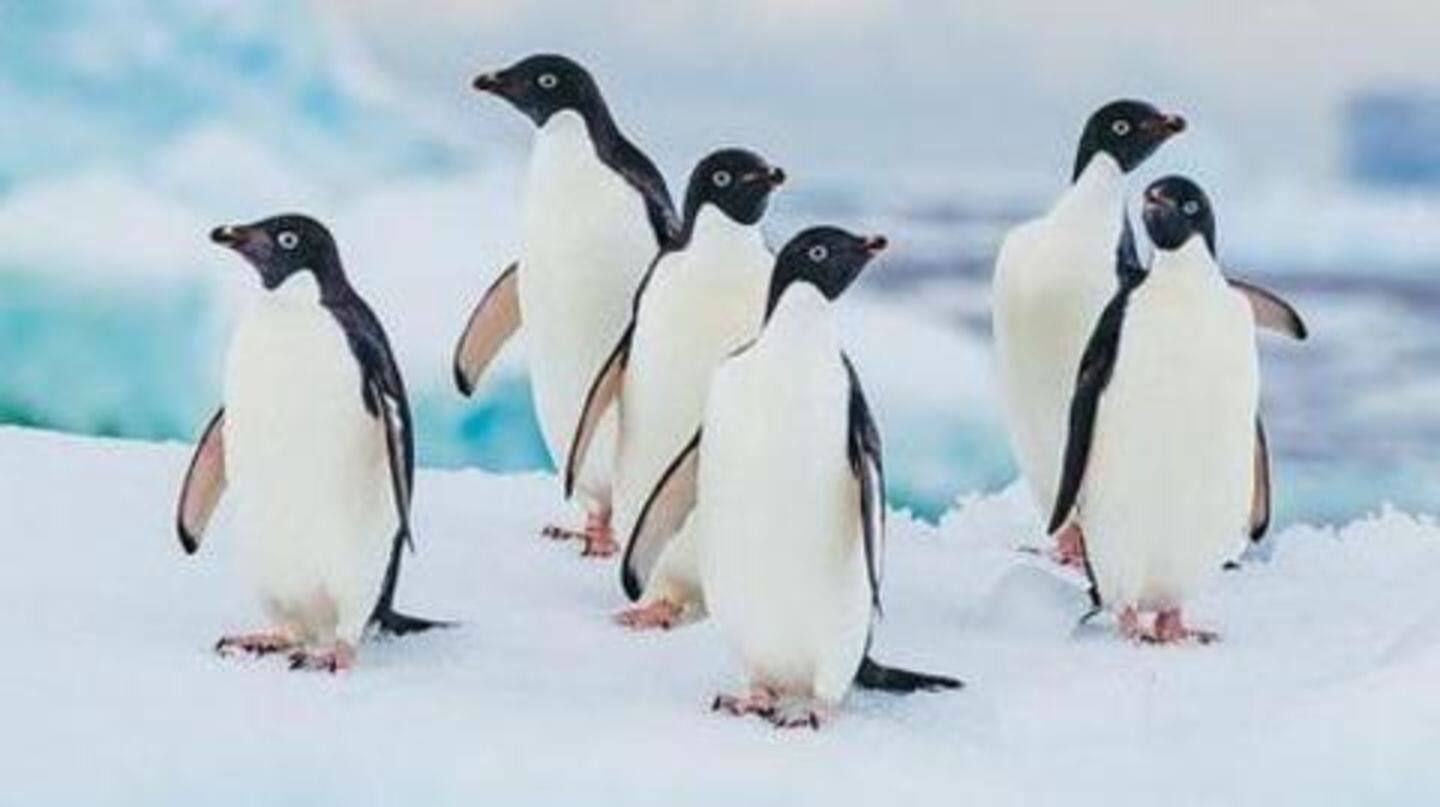 Five cool facts about penguins you should know