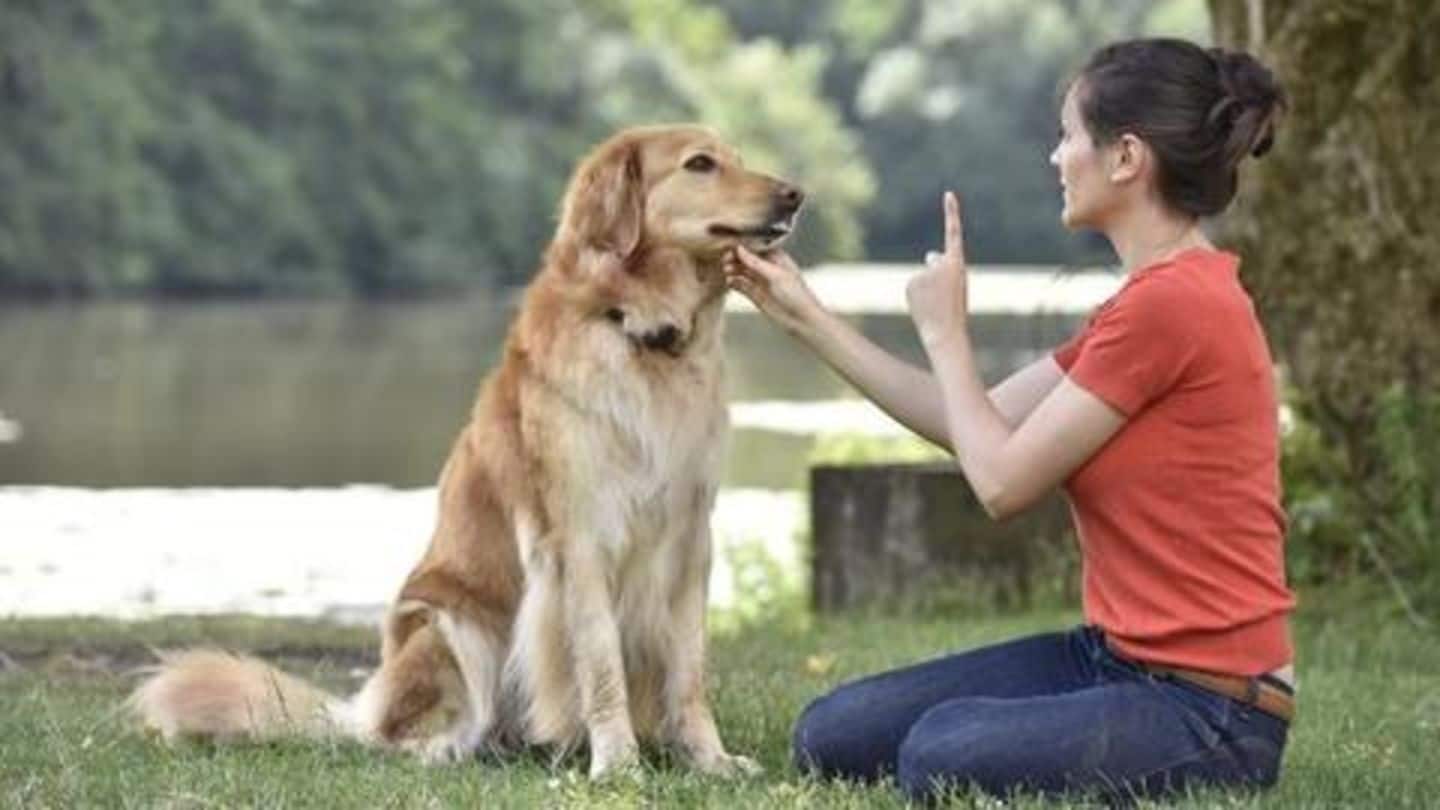 Training your dog? Better avoid these five common mistakes