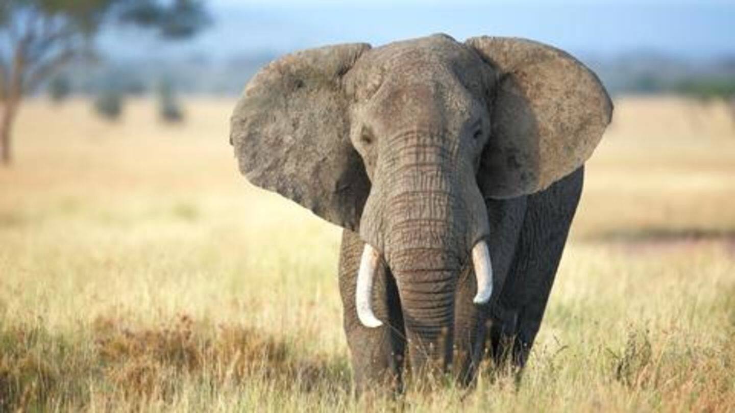 Elephants eat a lot; aren't blessed with good digestion Elephants eat a lot; aren't blessed with good digestion