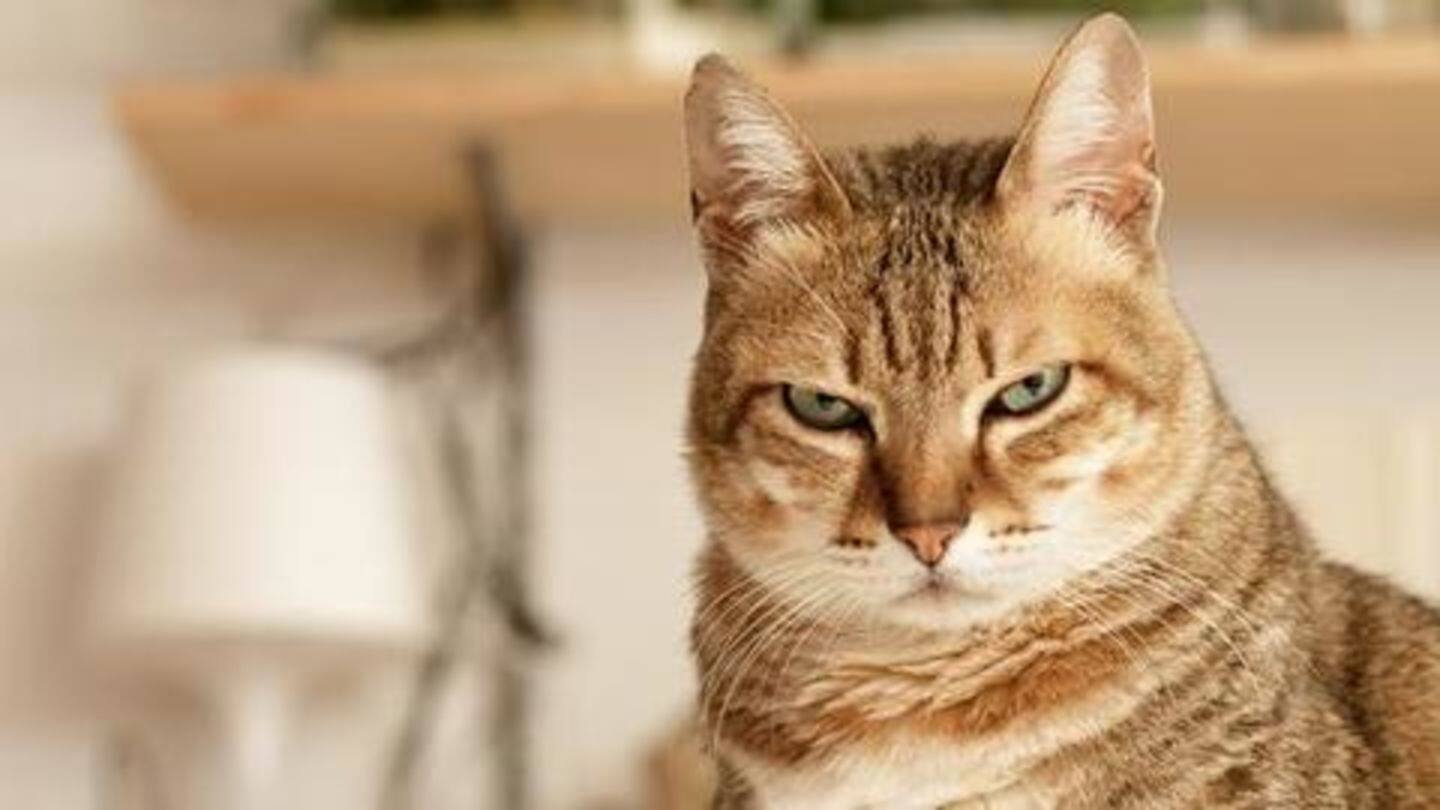 What causes sudden anger in your cat?