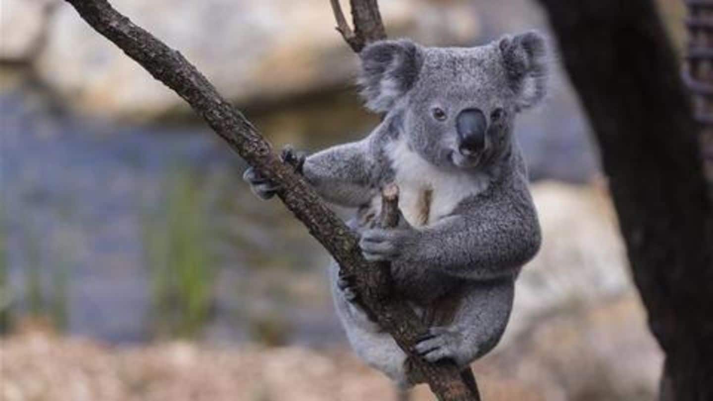 Five Interesting Facts About Koalas You Should Know