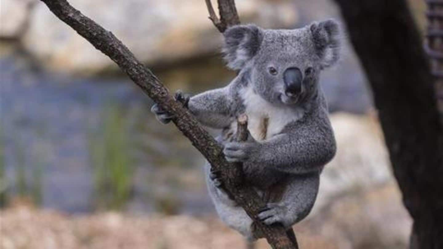 10 fascinating koala facts!