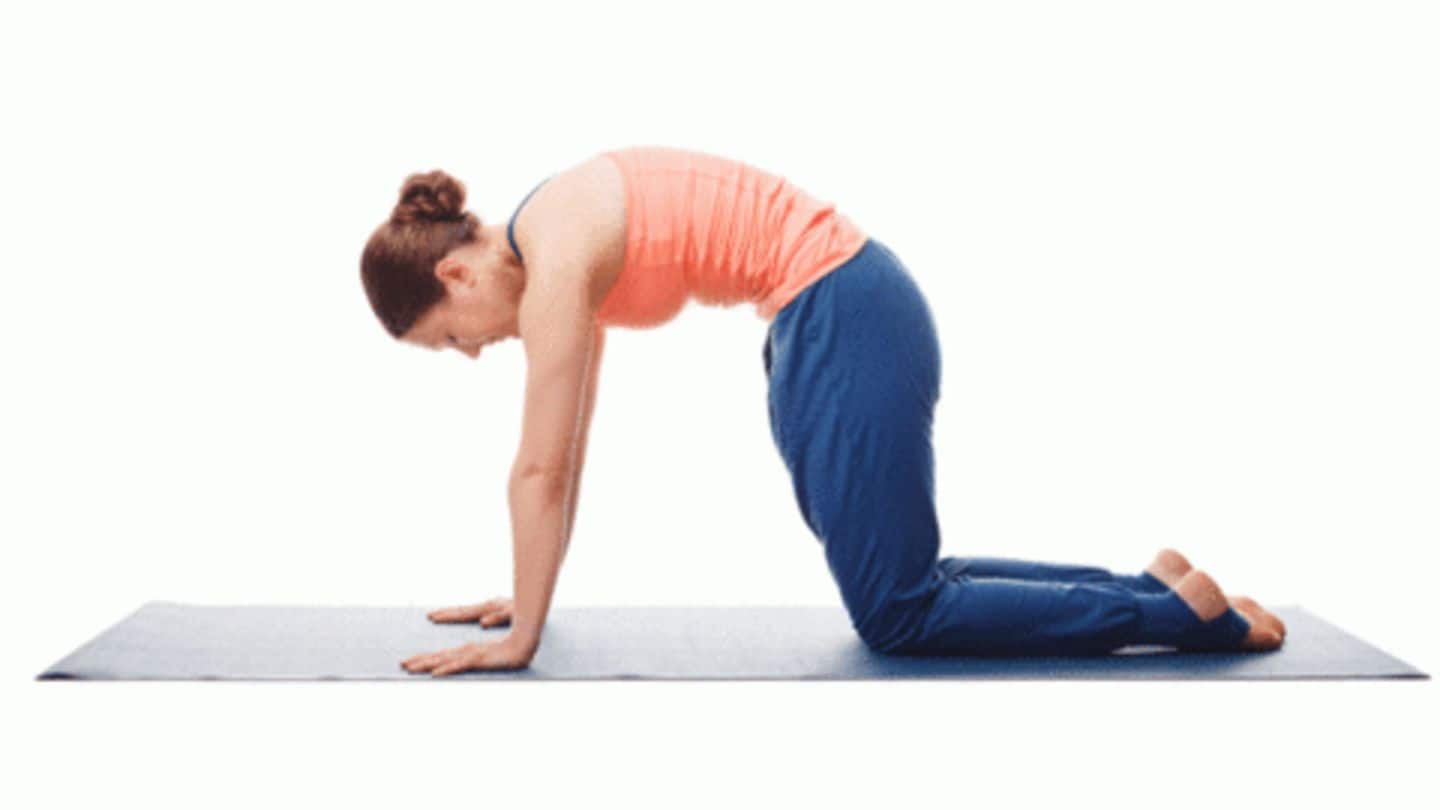 Cat-cow pose: A must for stronger back Cat-cow pose: A must for stronger back