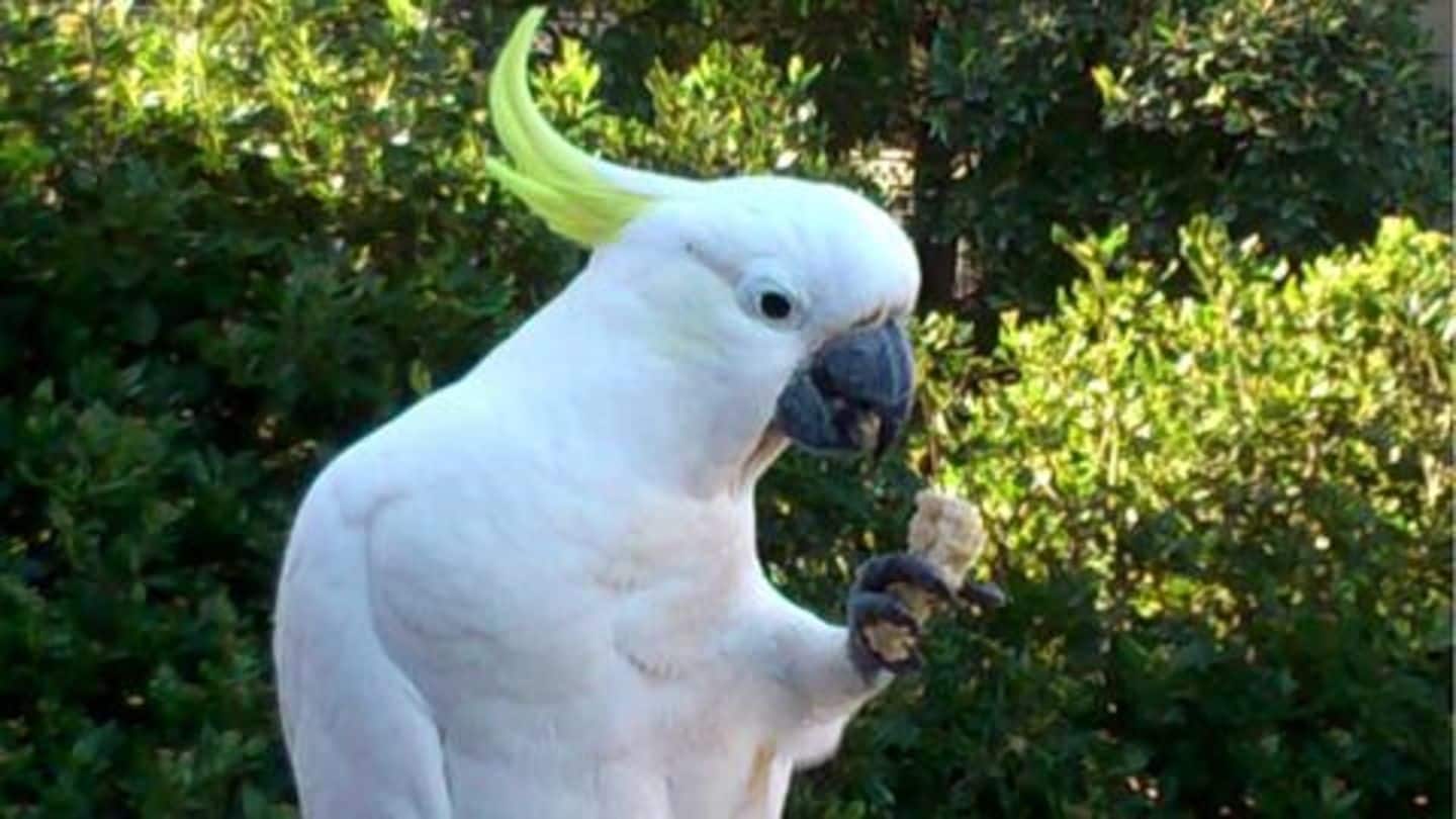 Parrots live long Parrots live long