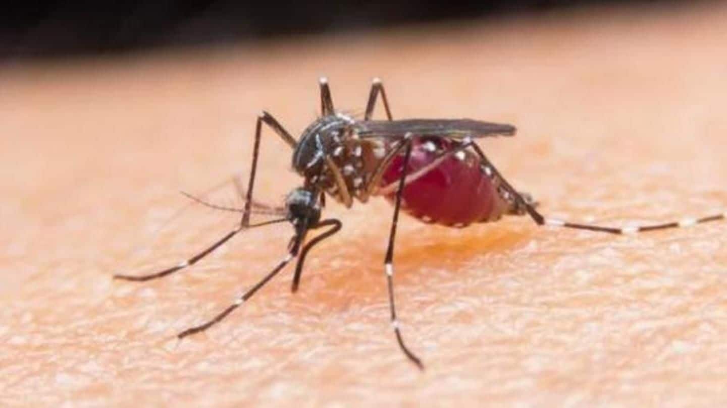 #HealthBytes: Simple hacks to avoid dengue by preventing mosquito bites