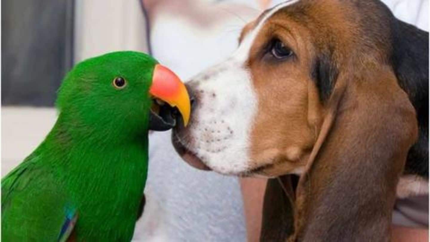 Birds may not go along well with other pets Birds may not go along well with other pets