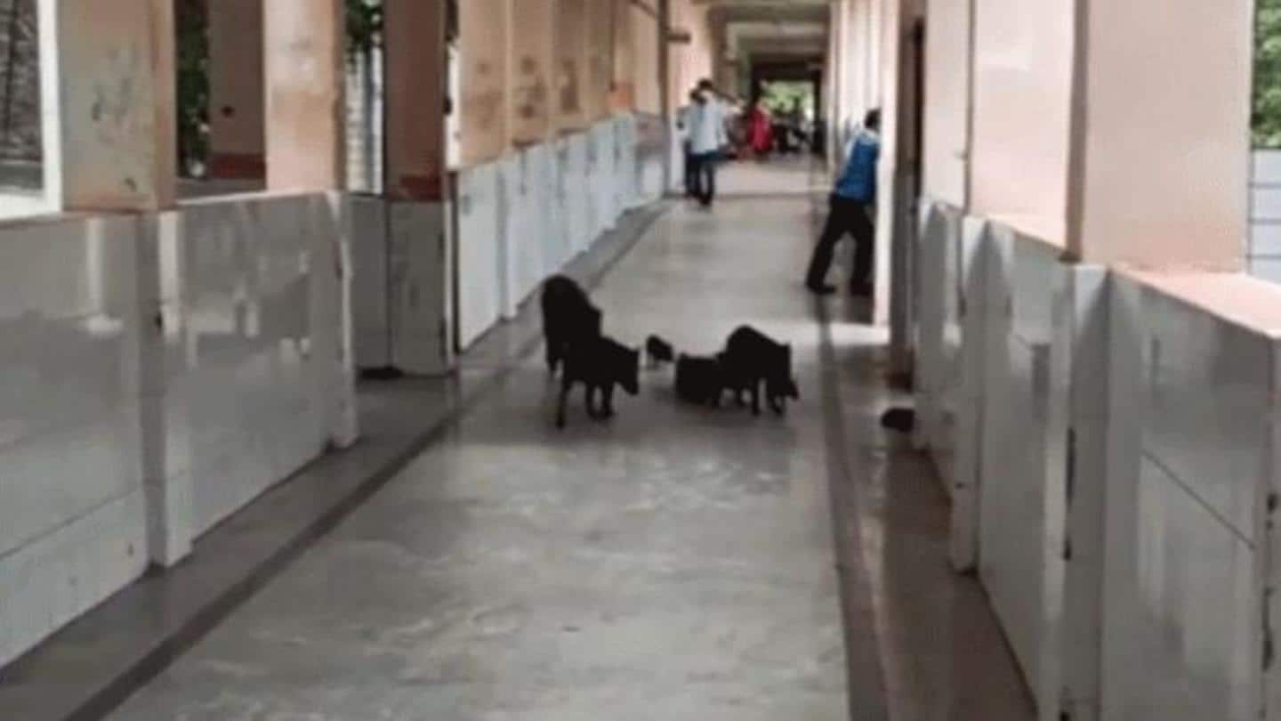 Karnataka: Pigs roam freely in corridors of COVID-19 hospital