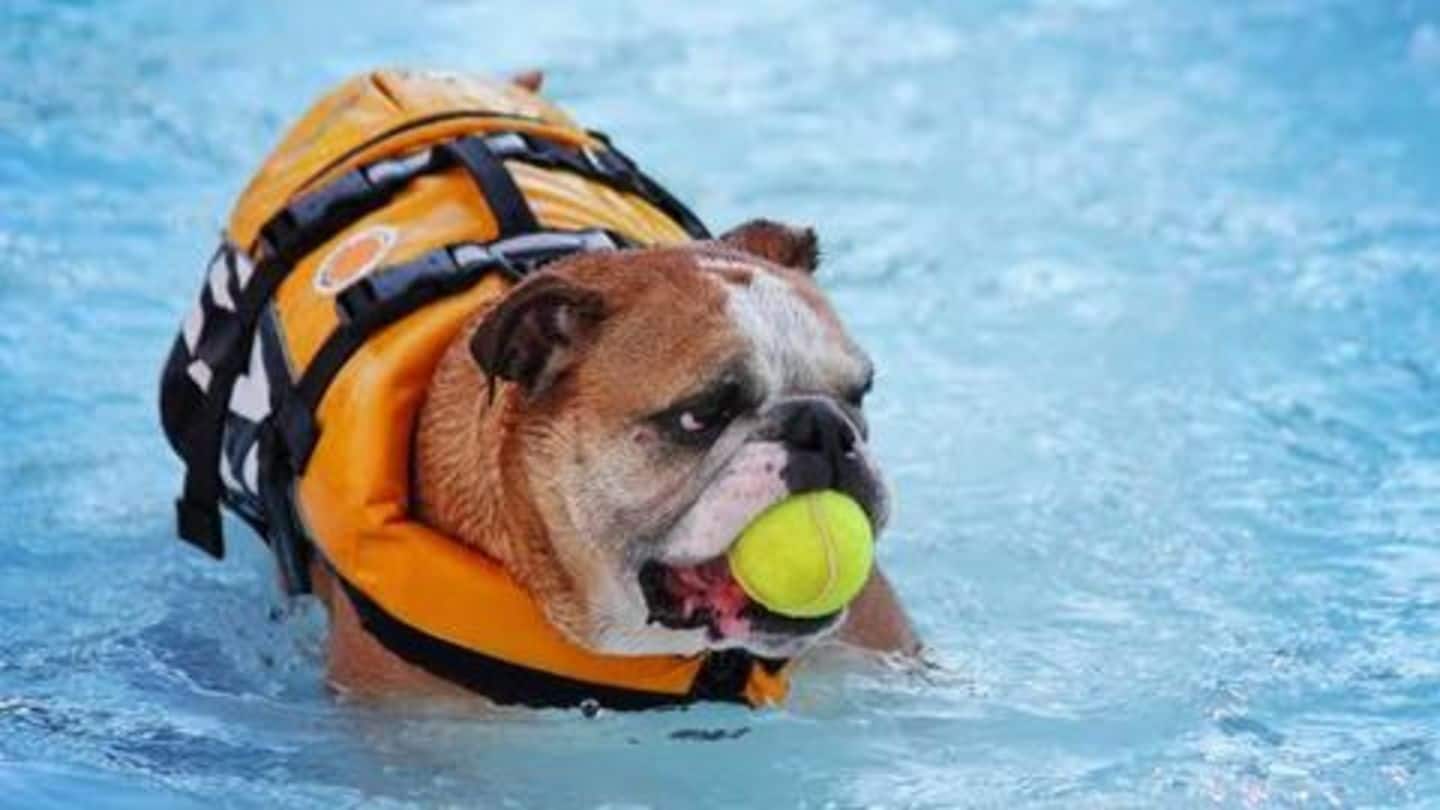How to keep your dog safe while swimming