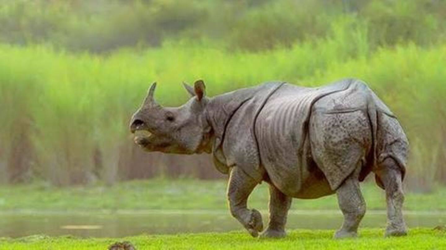 Kaziranga National Park, Assam Kaziranga National Park, Assam